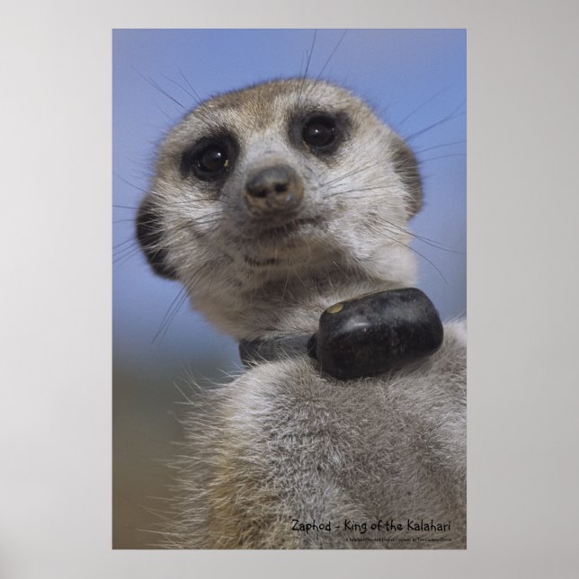 Zaphod - Kung i Kalahari-Poster Poster (Framsidan)