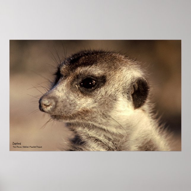 Zaphod Poster - Royal Whiskers Collection (Framsidan)