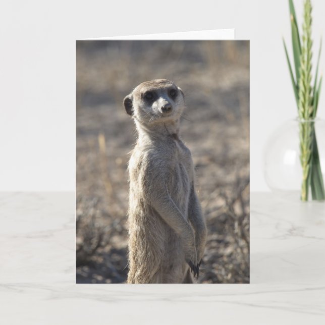 Zaphods födelsedagskort 12:e 5 kort (Framsida)