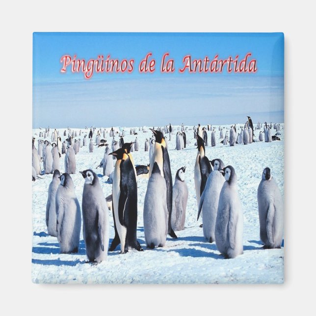 zAR026 - PENGUINER AV ANTARCTICA, Argentina,Fridge Magnet (Framsidan)