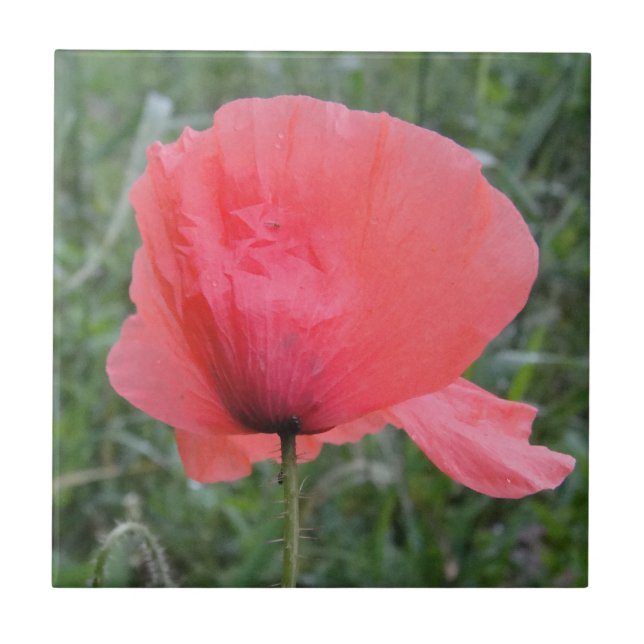 Zarte rote Mohnblume Kakelplatta (Framsidan)