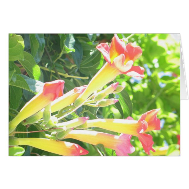 Zazzle 1 hälsningskort (Framsidan Horizontal)