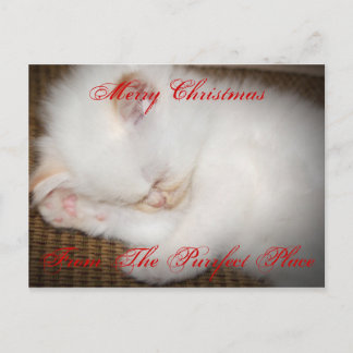 zazzle glada ChristmasFrom det Purrfect stället Helg Vykort