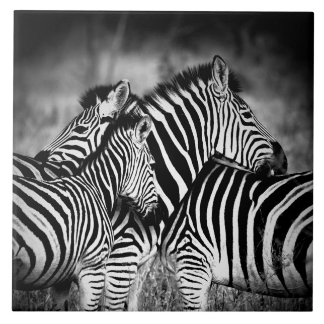 Zazzle of Zebra Kakelplatta (Framsidan)