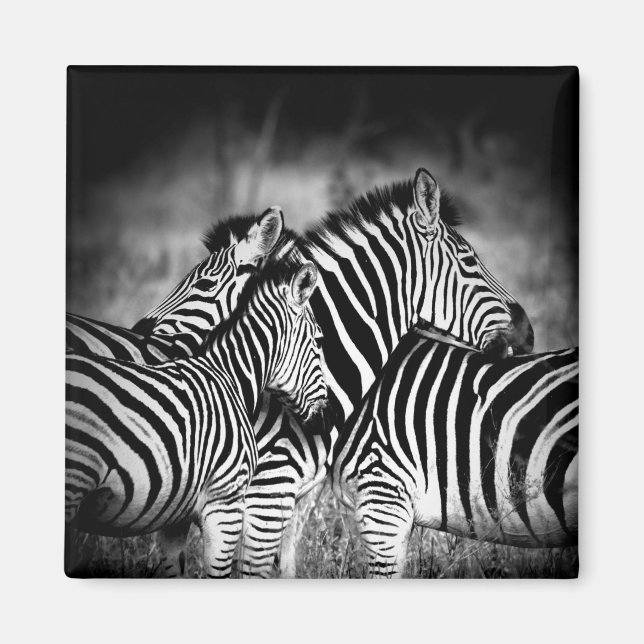 Zazzle of Zebra Magnet (Framsidan)
