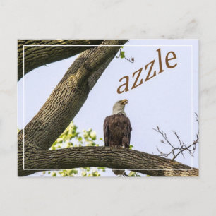 Zazzle Valley Visions Vykort