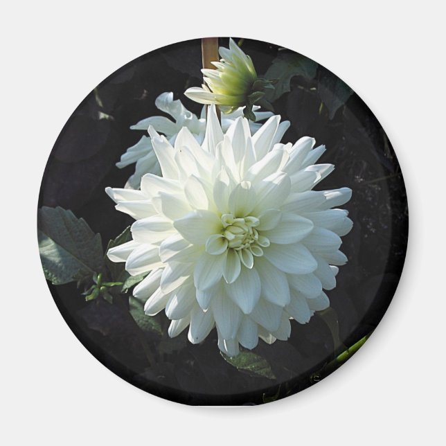zazzle_white_blomma magnet (Framsidan)