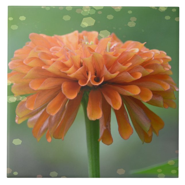 Zazzled Zinnia Tile Kakelplatta (Framsidan)