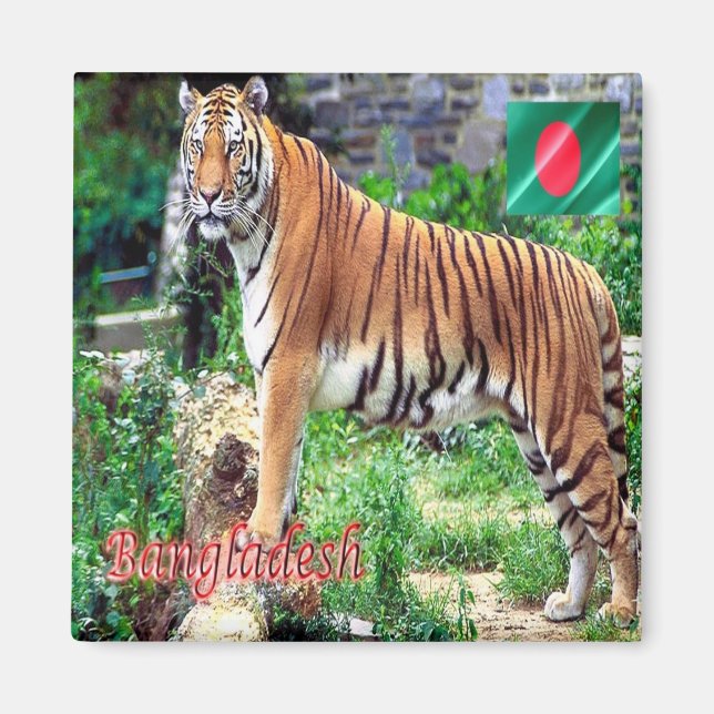 zBD006 Royalet Bengal Tiger, Bangladesh, Asien, Magnet (Framsidan)