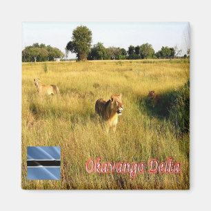 zBW008 OKAVANGO Delta, Lejon, Afrika, Fridge Magnet