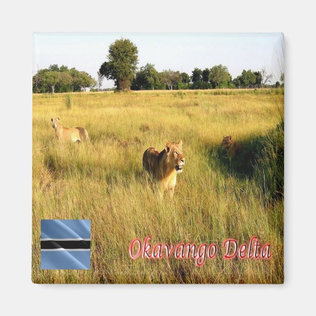 zBW008 OKAVANGO Delta, Lejon, Afrika, Fridge Magnet (Framsidan)