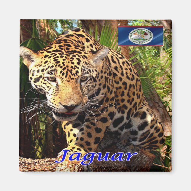 zBZ006 BELIZE, Belizean jungles, Jaguar, Fridge Magnet (Framsidan)