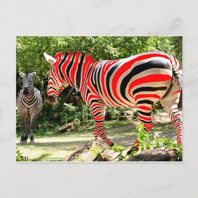 Zebhuh? vid JLH Vykort (Framsida)