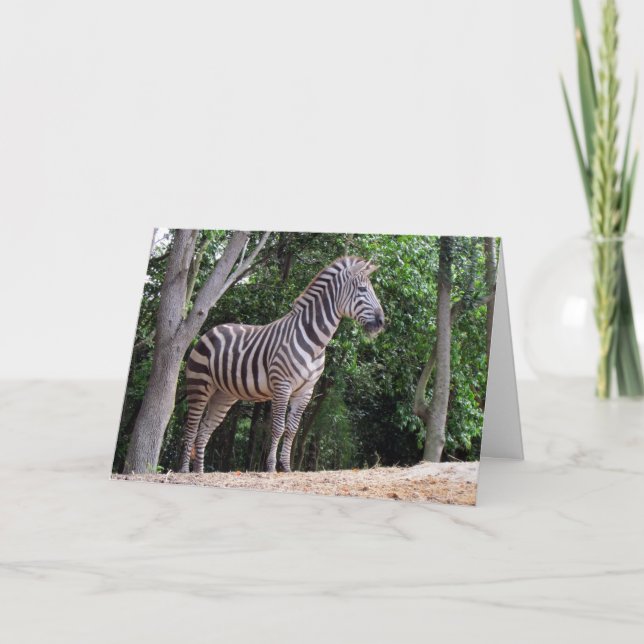 Zebra (1337) - gratulationskort kort (Framsida)