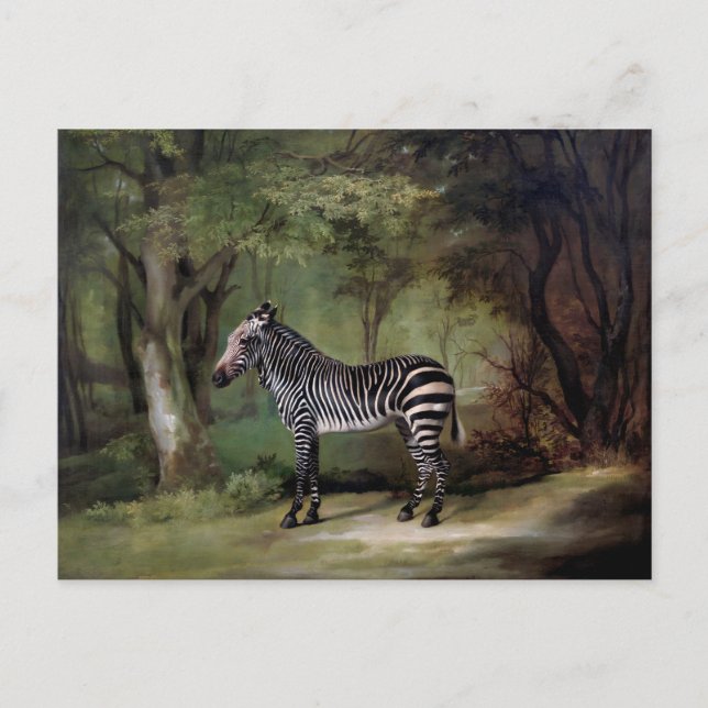 Zebra (1763) målning  vykort (Framsida)