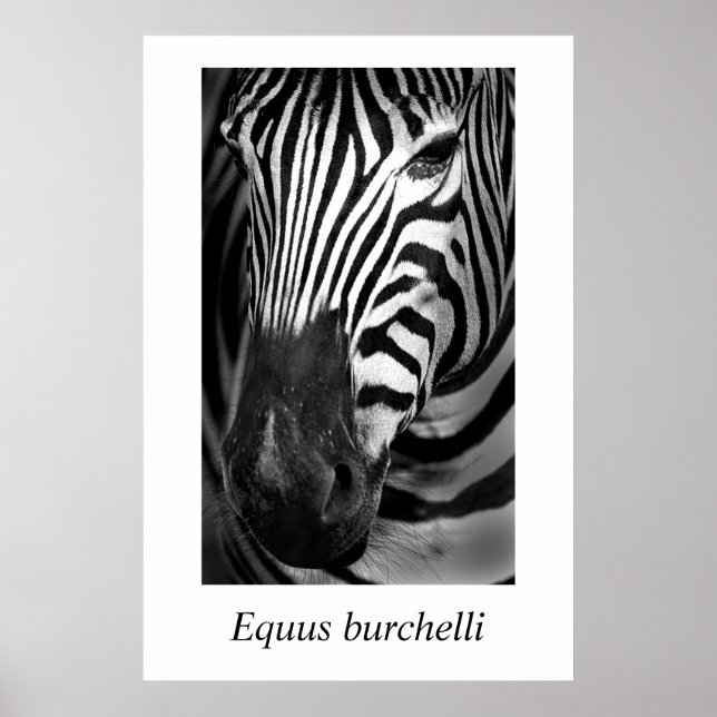 Zebra #1 Equus burchelli Poster (Framsidan)