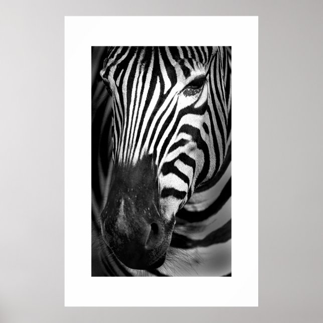 Zebra #1 poster (Framsidan)