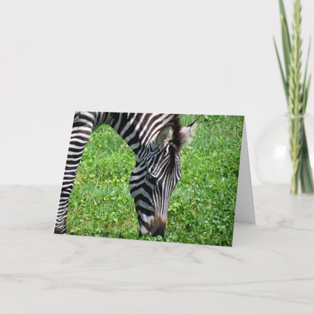 Zebra (2412) - gratulationskort kort (Framsida)