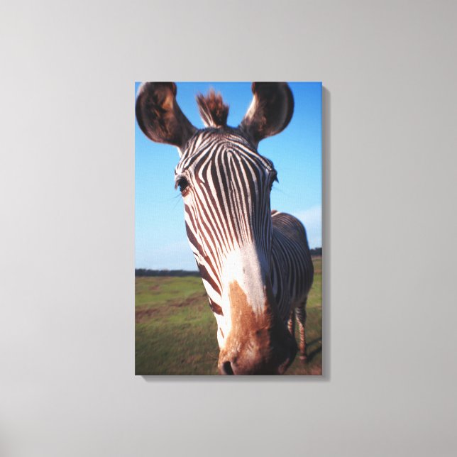 zebra 2 canvastryck (Framsida)