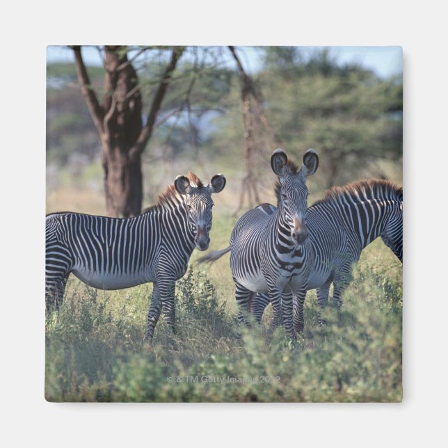 Zebra 2 magnet (Framsidan)