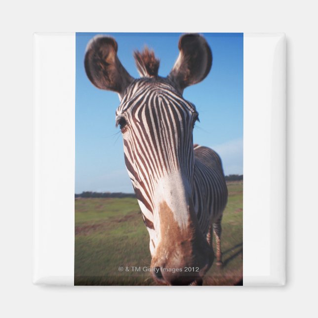 zebra 2 magnet (Framsidan)