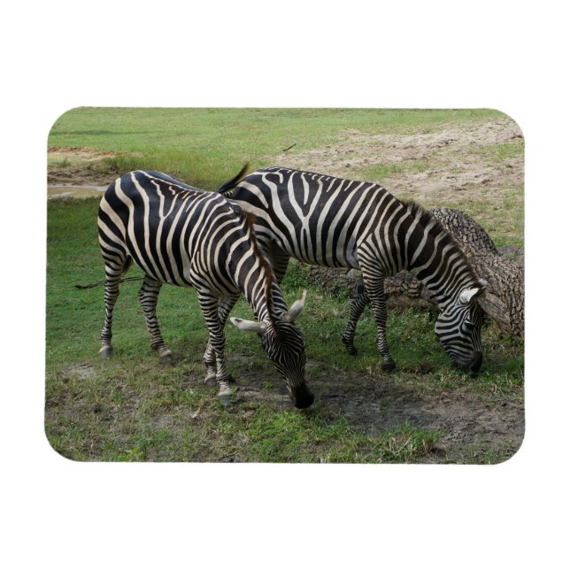 Zebra #2 Magnet (Horisontell)