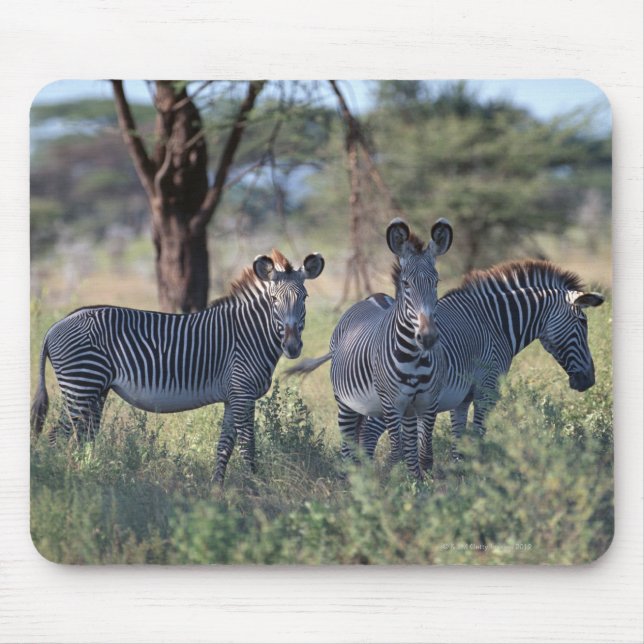 Zebra 2 musmatta (Framsidan)