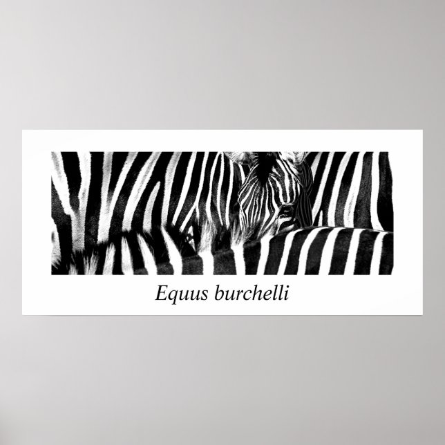 Zebra #2-Poster Poster (Framsidan)
