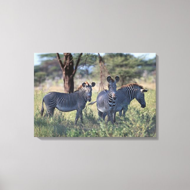 Zebra 3 canvastryck (Framsida)