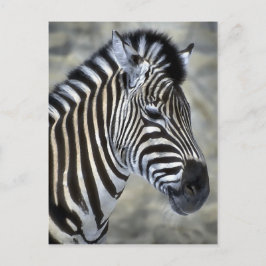 Zebra Älskare Art Gifts Vykort