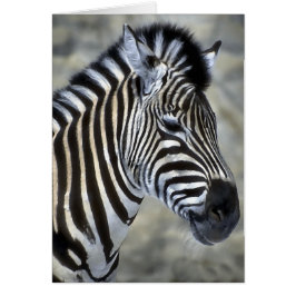 Zebra Älskare Konst Gåvor Hälsningskort