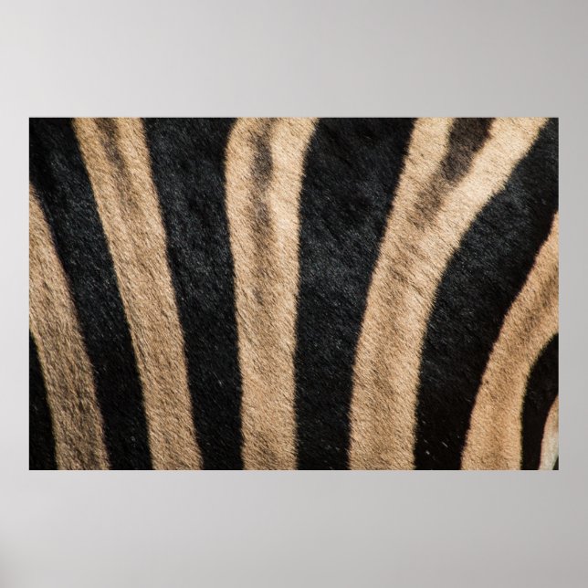 ZEBRA ANIMAL PRINT RAND POSTER (Framsidan)