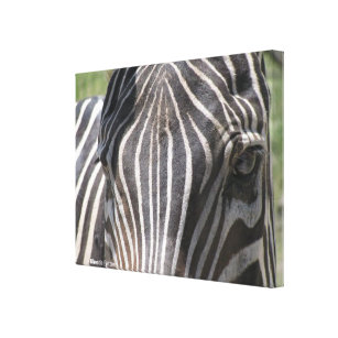 zebra ansikte fotot Rhonda Patton Kanvastryck