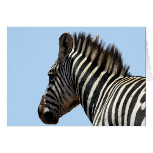 zebra ansikte hälsningskort