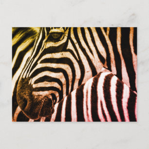 Zebra Ansikte Vykort