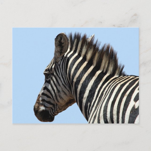 zebra ansikte vykort (Framsida)