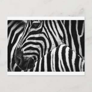 Zebra Ansikte Vykort