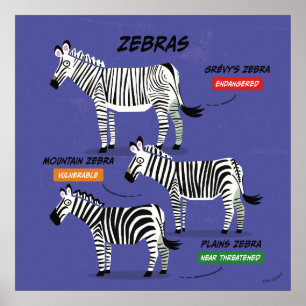 Zebra Art Art Poster v2