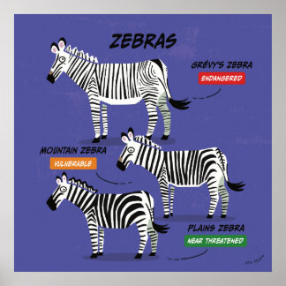 Zebra Art Art Poster v2