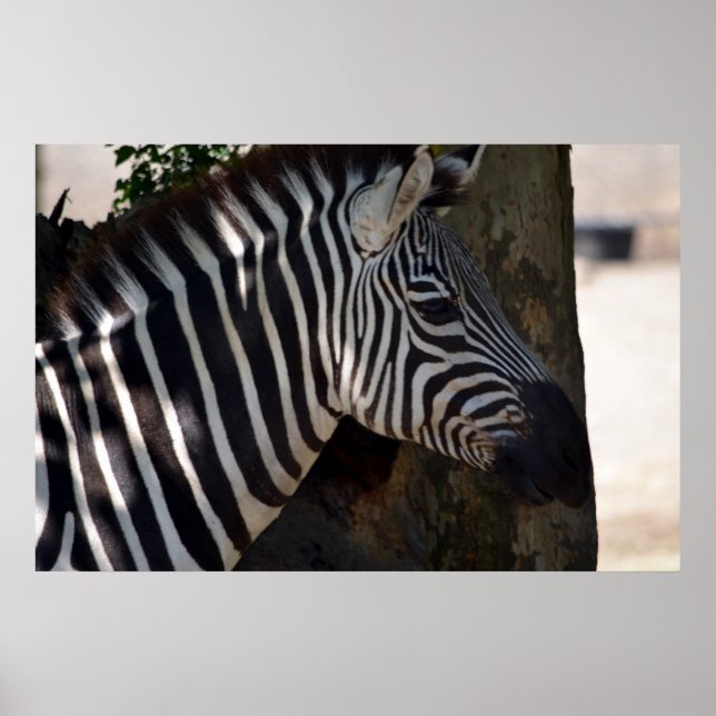 Zebra av Afrika Poster (Framsidan)