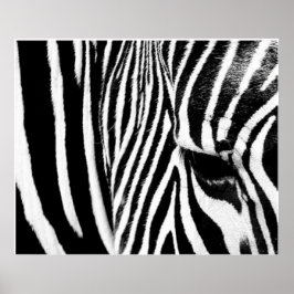 Zebra av tdgallery poster