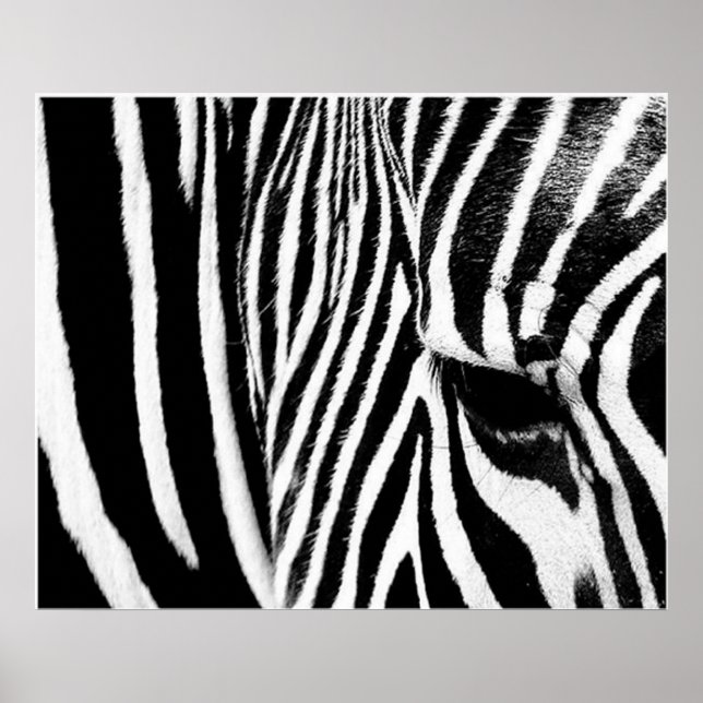 Zebra av tdgallery poster (Framsidan)