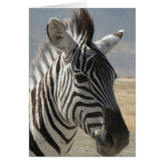 Zebra baby hälsningskort