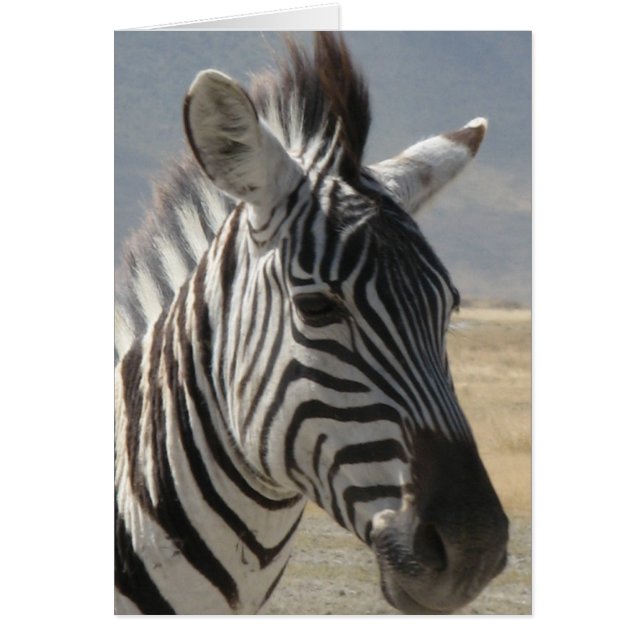 Zebra baby hälsningskort (Framsidan)