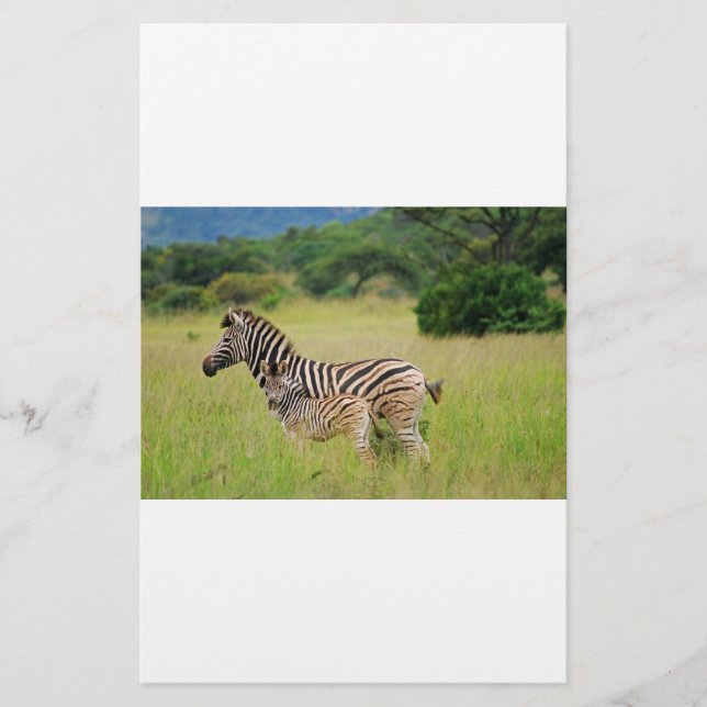 Zebra baby och mamma (Framsida)