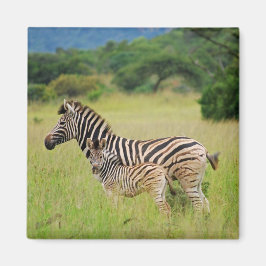 Zebra baby och mamma magnet