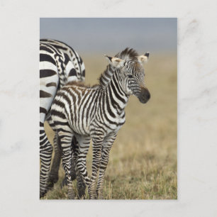 Zebra Baby Vykort