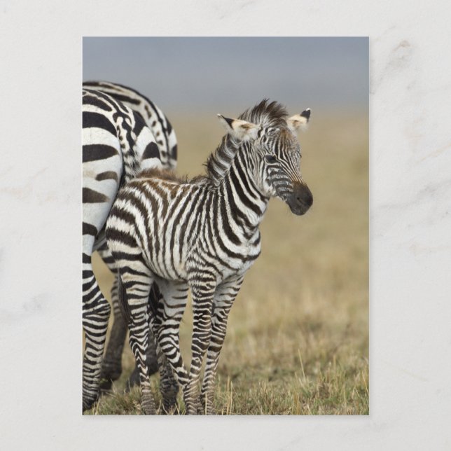 Zebra Baby Vykort (Framsida)