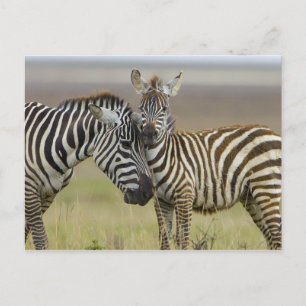 Zebra Baby Vykort