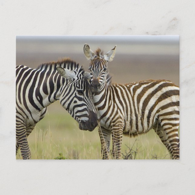 Zebra Baby Vykort (Framsida)